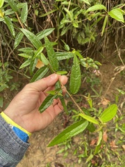 Peltaea riedelii