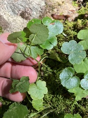 Hydrocotyle americana