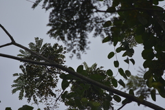 Hemipus picatus picatus