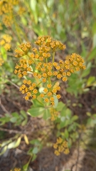 Bupleurum fruticosum
