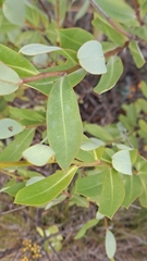 Bupleurum fruticosum