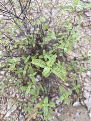 Lippia graveolens