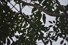 Hemipus picatus picatus