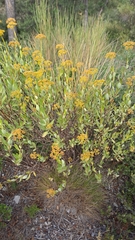 Bupleurum fruticosum