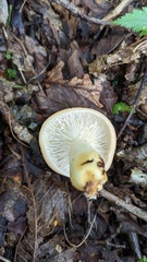 Lactarius chrysorrheus
