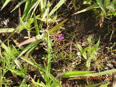 Polygala glochidiata