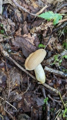 Lactarius chrysorrheus