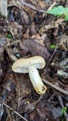 Lactarius chrysorrheus