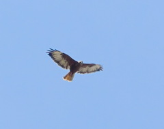 Buteo rufinus