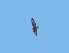 Buteo rufinus
