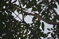 Hemipus picatus picatus