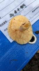 Lactarius chrysorrheus