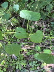 Ampelopsis cordata