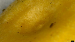 Lactarius chrysorrheus