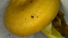 Lactarius chrysorrheus