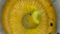 Lactarius chrysorrheus