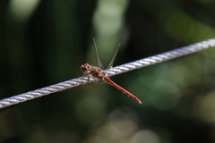 Sympetrum striolatum