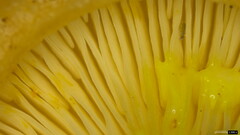 Lactarius chrysorrheus