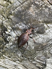 Carabus linnaei