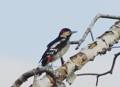 Dendrocopos syriacus