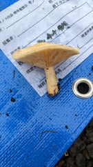 Lactarius chrysorrheus