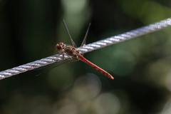 Sympetrum striolatum