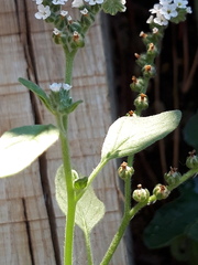 Heliotropium europaeum