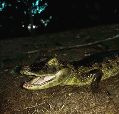 Caiman latirostris