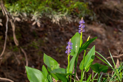 Pontederia cordata