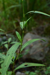 Persicaria japonica