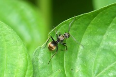 Myrma