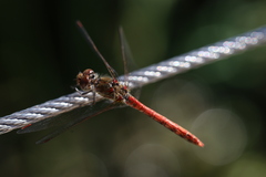 Sympetrum striolatum