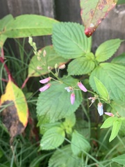 Desmodium paniculatum