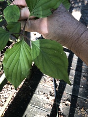 Cornus drummondii