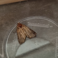Noctuidae