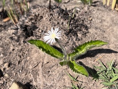 Gerbera piloselloides