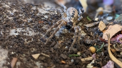 Lycosoidea
