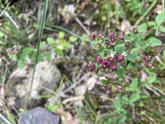 Origanum vulgare