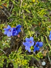 Halgania cyanea