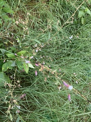 Desmodium paniculatum
