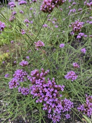 Verbena