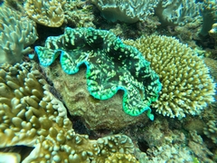 Tridacna squamosa