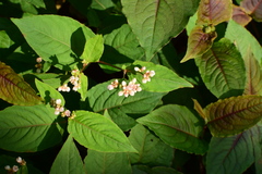 Persicaria runcinata sinensis