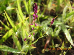 Polygala glochidiata