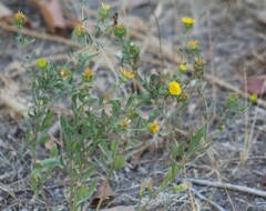 Grindelia squarrosa