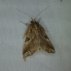 Callopistria floridensis