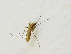 Aedes caspius