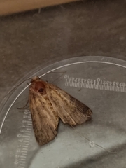 Noctuidae