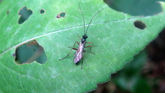 Ichneumonidae