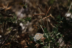 Polyommatus icarus
